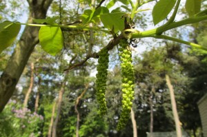 juglans regia (2) (1200 x 799)